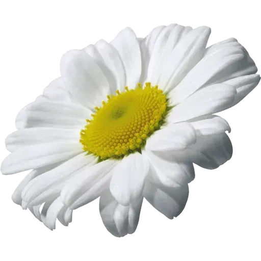 flower - Sticker