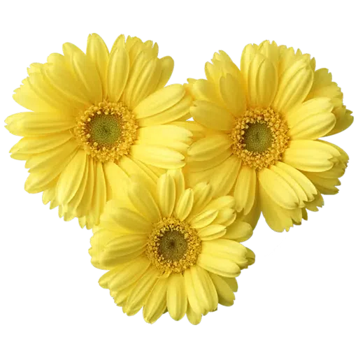 Yellow Flowers @ykinanah - Sticker 3