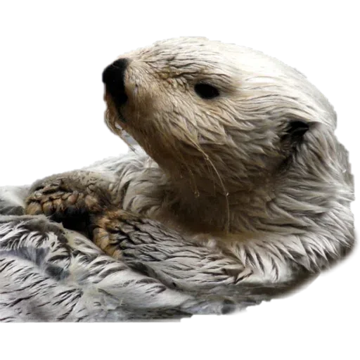 Otters - Sticker 8