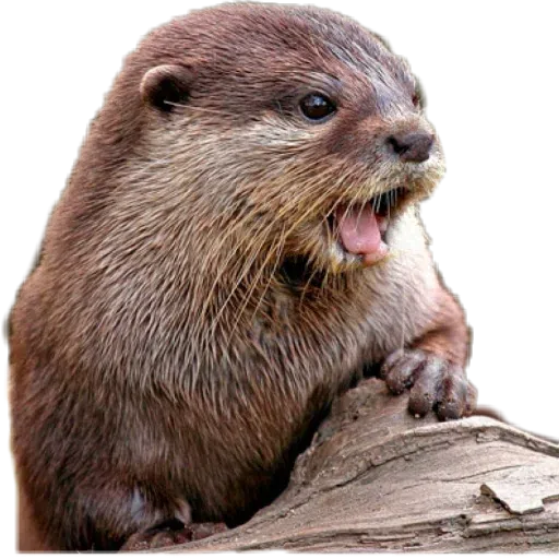 Otters - Sticker 6