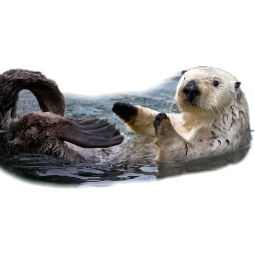 Otters - Sticker 5