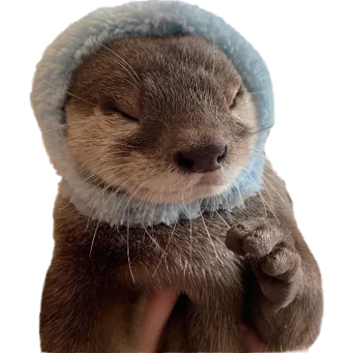 Otters- Sticker