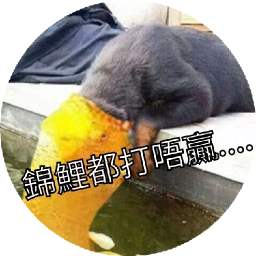豬Duck - Sticker 7